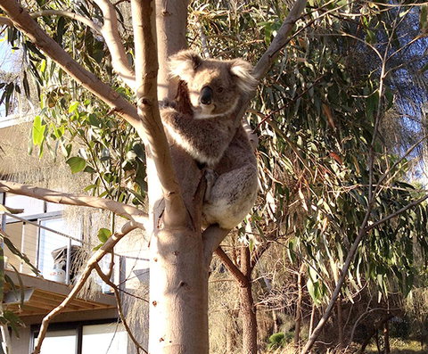 Apollos View Accommodation - Accommodation Sydney 22