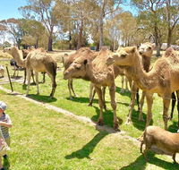 The Funny Farm - Animals / Churchhouse / Amazing Experience - Sydney 4u