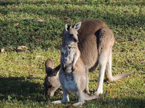 The Pouch B & B - Sydney 4u 2
