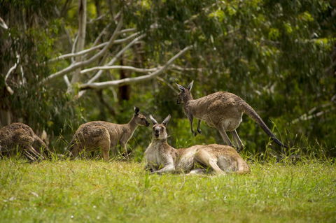 The Stirling Golf Club - Sydney 4u 1