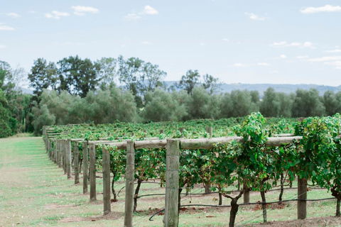 Tranquil Vale Vineyard - Sydney 4u 2