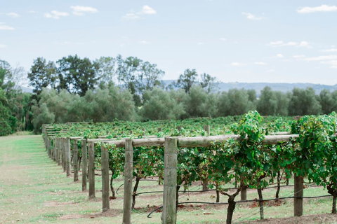 Tranquil Vale Vineyard - Accommodation Sydney 2