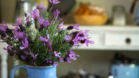 Vicarage View Cottage - Sydney 4u 2