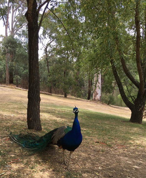 Daydream Cottage - Accommodation Sydney 23