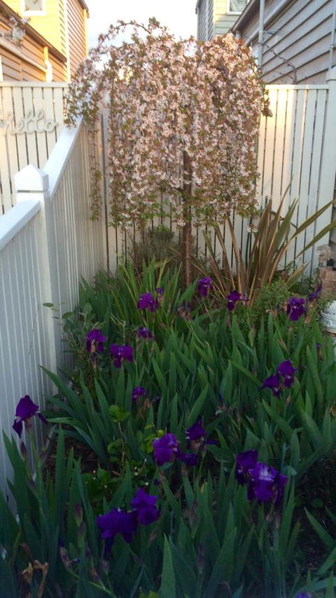 Redruth Cottage - Sydney 4u 24