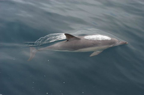 Cape Nelson Lighthouse - Accommodation Sydney 33