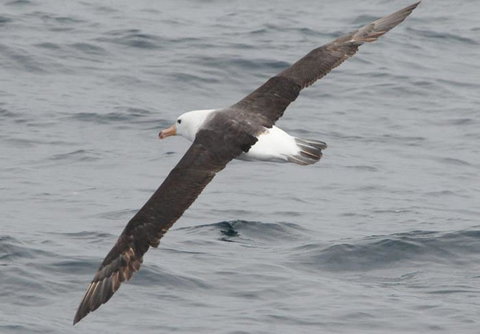 Cape Nelson Lighthouse - Accommodation Sydney 36