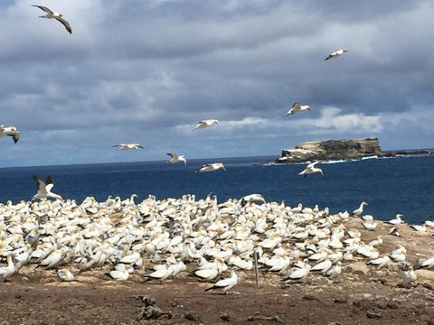 Cape Nelson Lighthouse - Accommodation Sydney 40