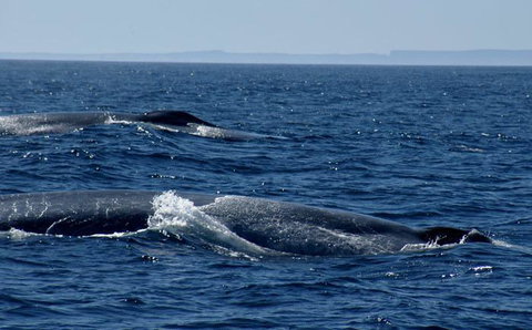 Cape Nelson Lighthouse - Accommodation Sydney 38