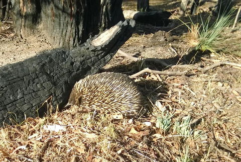 Grampians Pomonal Cottages - Sydney 4u 25