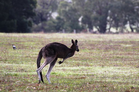 Grampians Pomonal Cottages - Sydney 4u 26
