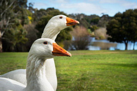 Lake Como Villa - Sydney Resort 11