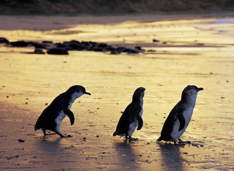 Cottages For Two - Sydney 4u 10