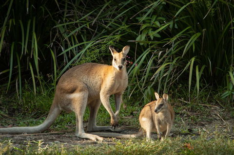 Thala Beach Nature Reserve - Accommodation Sydney 2
