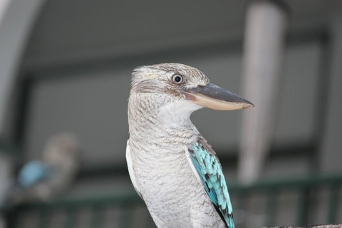 Amaroo On Mandalay, Magnetic Island - Accommodation Sydney 28