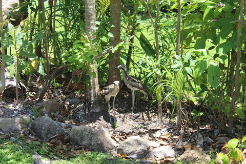 Amaroo On Mandalay, Magnetic Island - Accommodation Sydney 40