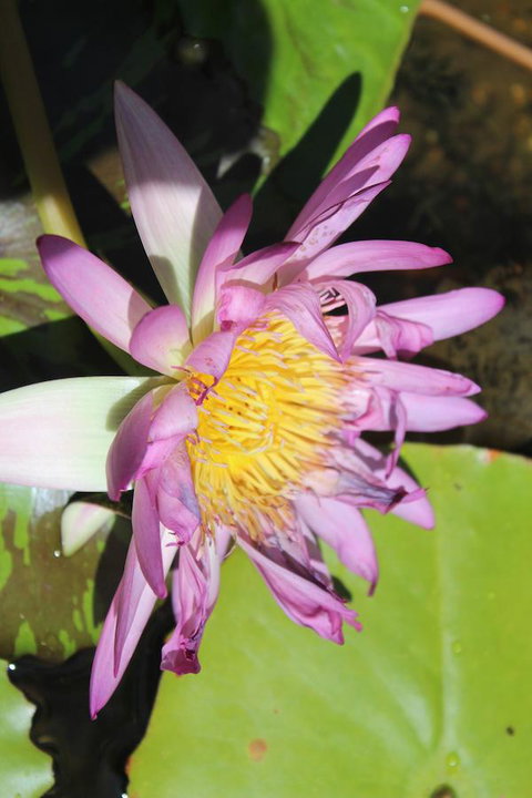 Amaroo On Mandalay, Magnetic Island - Accommodation Sydney 41