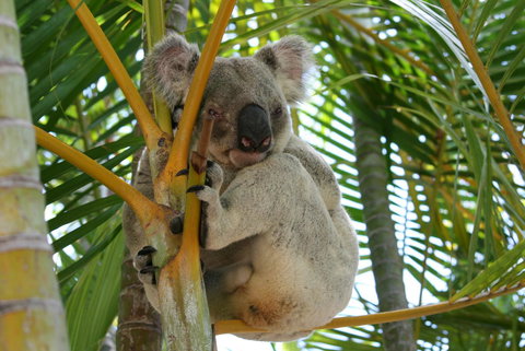 Amaroo On Mandalay, Magnetic Island - Accommodation Sydney 44