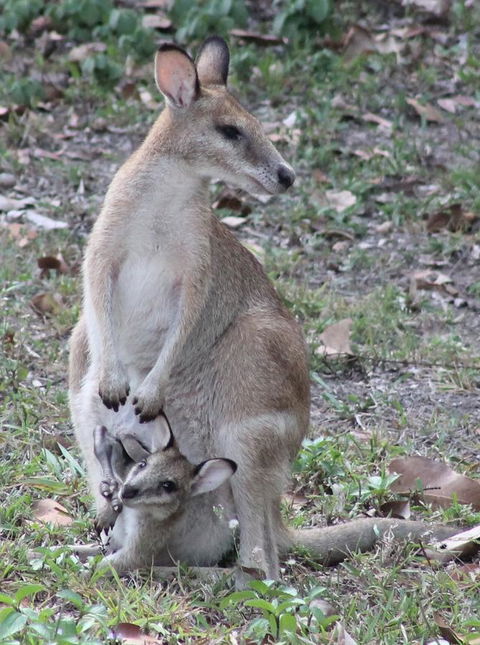 Airlie Beach Eco Cabins - Adults Only - Sydney 4u 40