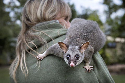Airlie Beach Eco Cabins - Adults Only - Sydney 4u 3