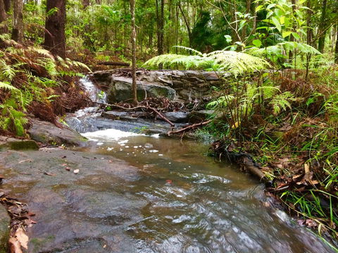 Noosa Hinterland Retreat - Sydney 4u 12