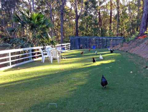 Noosa Hinterland Retreat - Sydney 4u 11