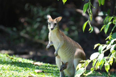 Sanctuary Palm Cove - Sydney 4u 6