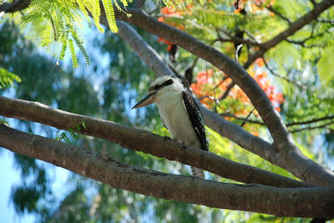 Sanctuary Palm Cove - Sydney 4u 7