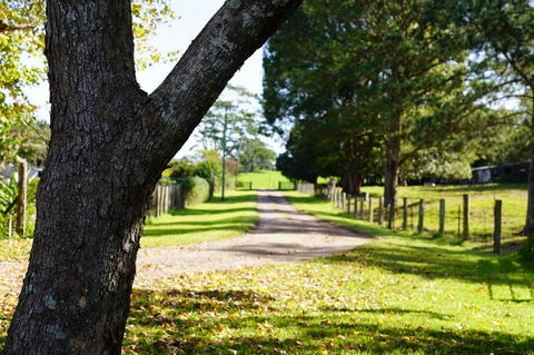 McCarthy Grove Maleny - Accommodation Sydney 3