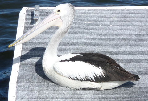 Gaia On Bribie Island - Accommodation Sydney 42