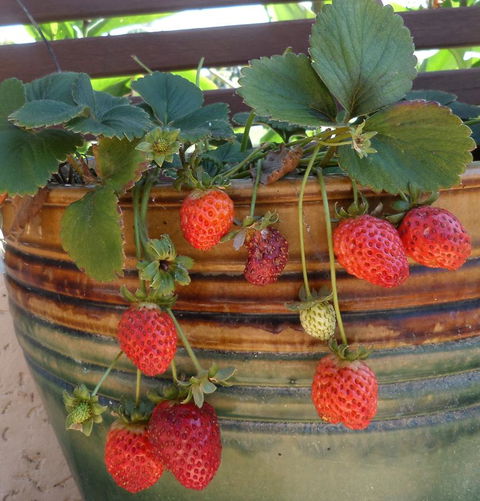 Gaia On Bribie Island - Accommodation Sydney 7