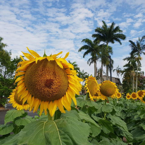 Palm Royale Cairns - Sydney 4u 2