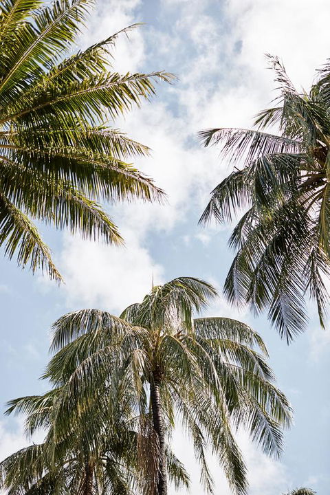Novotel Cairns Oasis Resort - Sydney 4u 9
