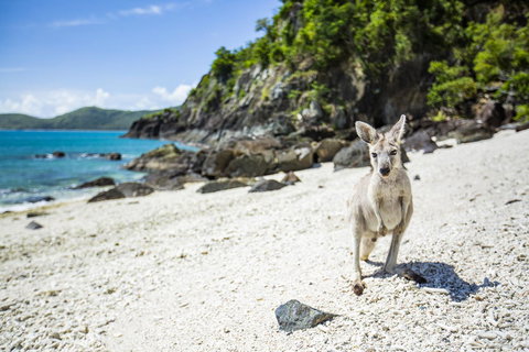 Daydream Island Resort - Accommodation Sydney 26