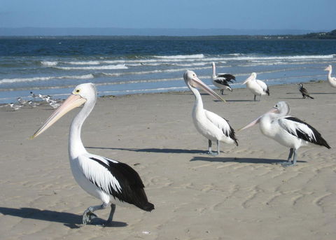 Fairways Golf & Beach Retreat Bribie Island - Accommodation Sydney 3