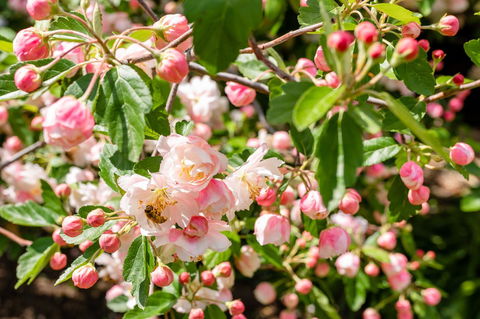 Apple Blossom Cottages - Sydney 4u 3
