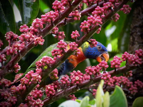 Daintree Manor B&B - Sydney 4u 4