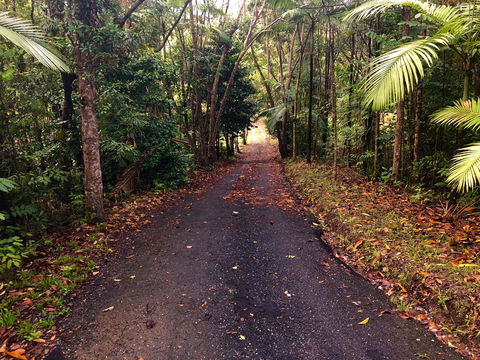Daintree Manor B&B - Sydney 4u 12