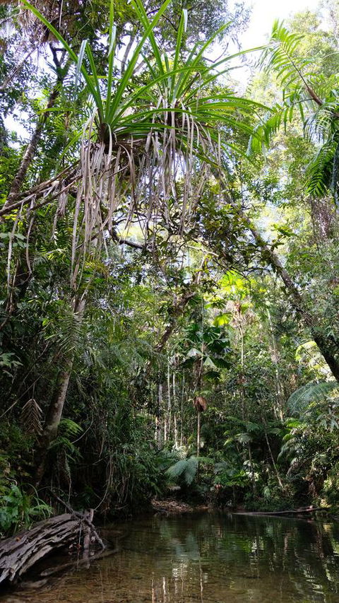 Daintree Manor B&B - Sydney 4u 7