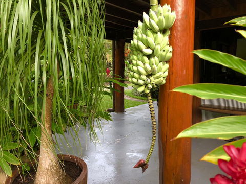 Daintree Manor B&B - Sydney 4u 10