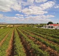 1837 Barossa Luxury Vineyard Cottages - Sydney 4u