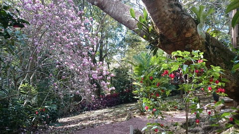305 Montville - The Artist's Cottage - Sydney 4u 3
