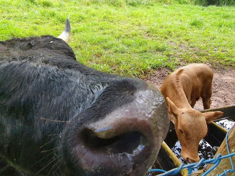 Gap Creek Cabin - Accommodation Sydney 1
