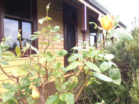 Albion Cottage - Sydney 4u 0