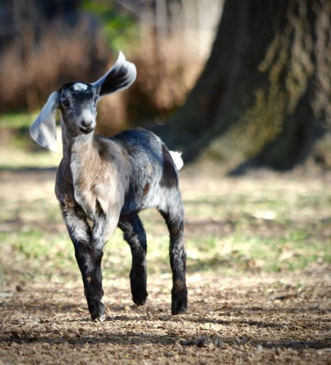 Alexandra Farmstay - Accommodation Sydney 3