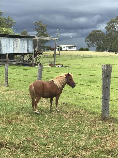 AMs Farm Stay - Accommodation Sydney 0