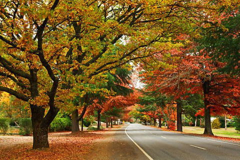 Apple Blossom Retreat - Sydney 4u 2