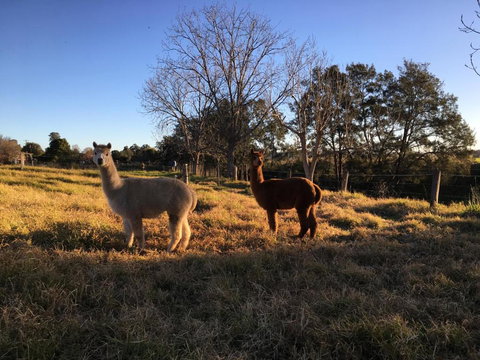 Muswellbrook Northside Bed & Breakfast - Accommodation Sydney 0