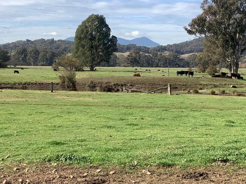 Orange Tree Cottage - Sydney 4u 3