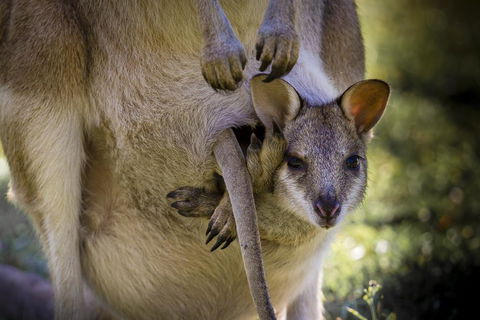 Bamurru Plains - Sydney 4u 3